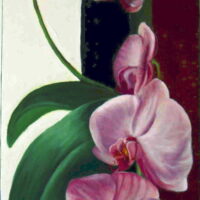 ORCHIDEE 