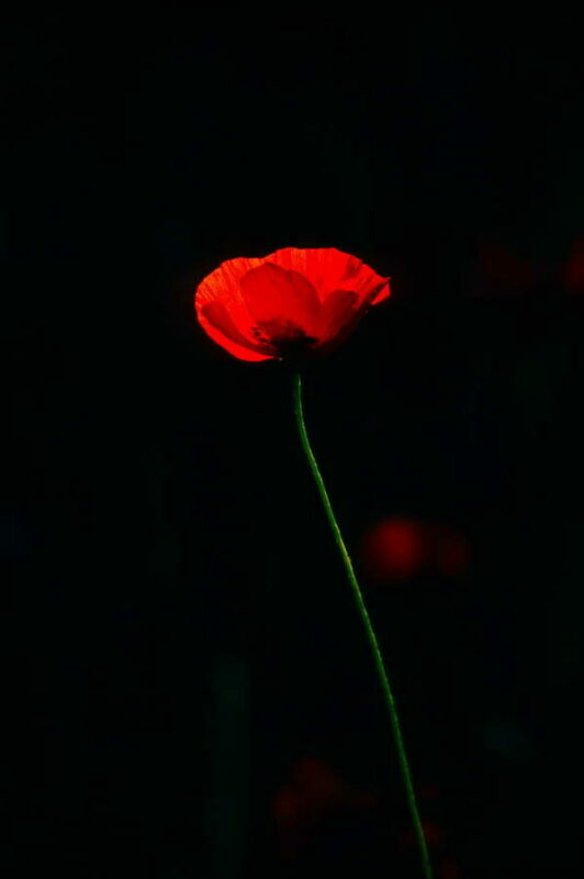 En rouge et noir