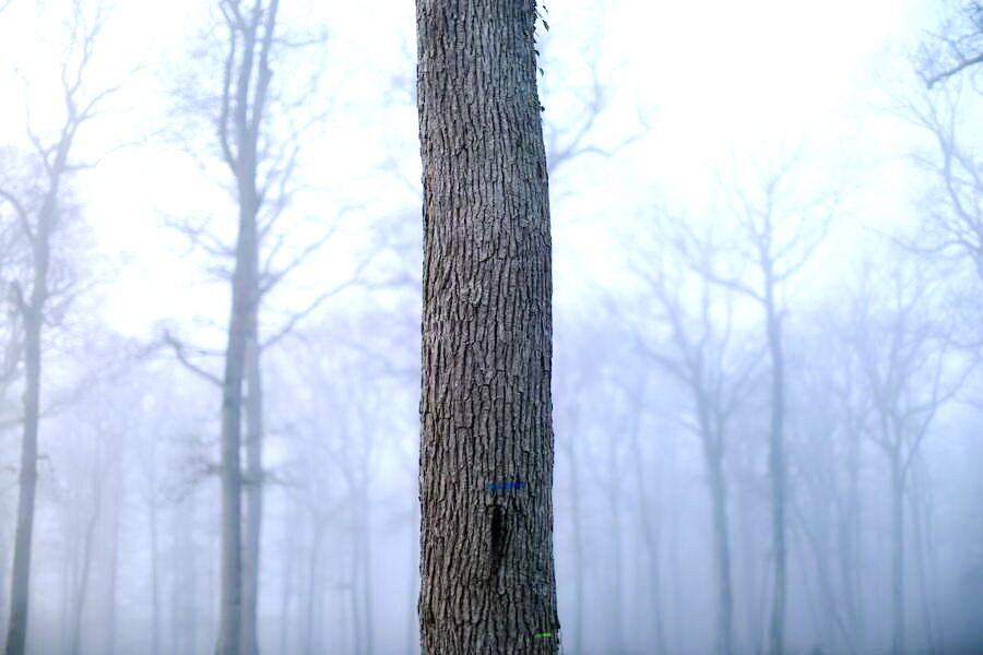 Forêt de Russy Blois