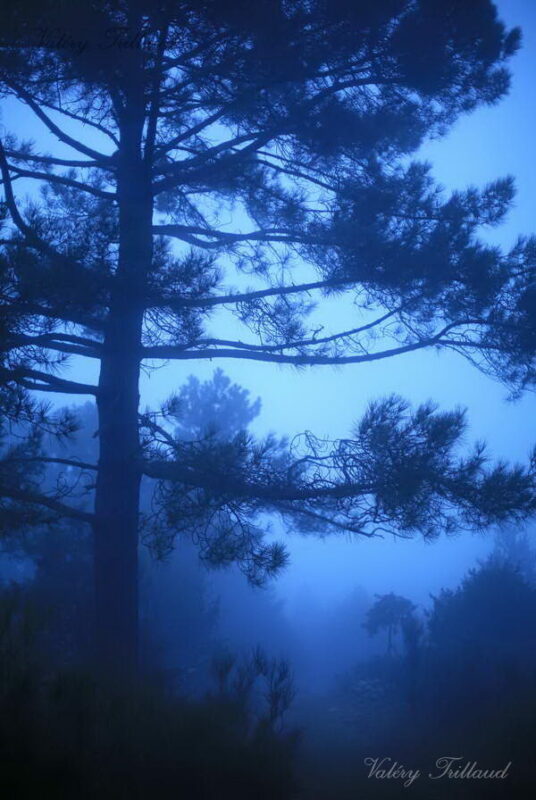 La forêt bleue