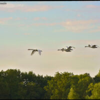 Blois cygnes au dessus de la Loire 